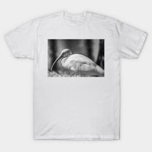 Gatorland American white ibis black and white T-Shirt